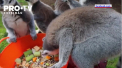 Din cauza masurilor de carantina, impuse de pandemie, sufera nu doar oamenii. Animalele de la zoo sunt in pericol sa ramana fara hrana - VIDEO