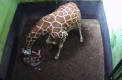 Corona! Asa va fi strigat un pui de girafa care a venit pe lume la gradina zoologica din Bali - VIDEO