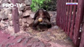 Celebra testoasa gigant Diego, care a reusit sa-si salveze specia, aflata pe cale de disparitie, s-a pensionat - VIDEO