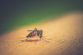 S-au izolat de coronavirus, dar a aparut o alta epidemie. Drama traita in Asia