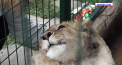Recuperare miraculoasa. Folosit pe post de accesoriu exotic de un fotograf care poza turisti, Simba, un pui de leu din Rusia a fost salvat de cativa voluntari - VIDEO