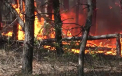 Ucraina lupta cu incendiile de padure care au cuprins regiunea Lungansk, controlata de Kiev. Peste 120 de case au fost facute scrum - VIDEO