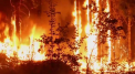 Incendiile de vegetatie mistuie Siberia. Sunt 100 de focare active