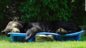 SUA. Un urs negru a fost surprins relaxandu-se intr-o piscina pentru copii - VIDEO