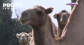 Sute de sateni din Rusia incearca sa tina piept unei invazii de camile. Oamenii spun ca sunt terorizati de prezenta grupului mare de animale - VIDEO