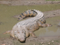 Un crocodil de peste 4 metri lungime a fost capturat intr-o zona turistica populara din Australia