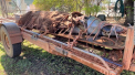 Crocodil urias, de peste 4 metri lungime, capturat intr-o zona turistica populara din Australia