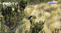 Un contratenor extraordinar a fost descoperit in Anzii din America Latina. Este vorba de o specie de colibri, care este unica pentru scoaterea celui mai inalt sunet inregistrat la pasari - VIDEO