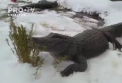 Vremea extrema le da batai de cap americanilor. In timp ce statele de pe Coasta de Vest se confrunta cu incendii devastatoare de vegetatie, in Colorado a nins - VIDEO