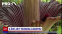  In sera unui liceu dintr-un orasel din California, o floare rara si urat mirositoare a inflorit pentru prima oara dupa aproape 11 ani - VIDEO