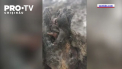 Crescatorii de reni din Rusia au descoperit, intr-un arhipelag arctic, un urs de pestera perfect conservat datand din Epoca de Gheata - VIDEO
