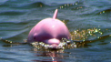 O specie rara de delfini a fost din nou observata in apropiere de Hong Kong