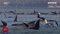 Circa 250 de balene au esuat pe coasta vestica a insulei Tasmania, in sudul Australiei. Zeci de persoane fac tot posibilul ca sa le salveze, dar se stie ca deja aproape 90 dintre ele au murit - VIDEO