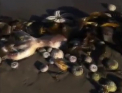 Comitetul de ancheta rus a deschis un dosar penal, dupa ce sute de vietati marine, intre care unele pe cale de disparitie, au fost descoperite moarte pe plaja din regiunea Kamchatka - VIDEO
