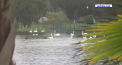 Un oras din Florida isi vinde lebedele. Pasarile sunt un simbol local, dar lacul pe care vietuiesc a devenit suprapopulat - VIDEO