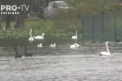 Un oras din Florida isi vinde lebedele. Pasarile sunt un simbol local, dar lacul pe care vietuiesc a devenit suprapopulat - VIDEO
