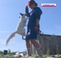 Nu doar cainele este cel mai bun prieten al omului, in curand am putea vorbi la fel despre vulpi si am putea sa le tinem in casa ca animale de companie - VIDEO