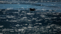 Fenomen fara precedent. Caldura-record din Siberia intarzie formarea ghetii in zona arctica