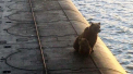 Un pui de urs si mama lui au fost impuscati de soldati rusi dupa ce s-au urcat pe un submarin nuclear