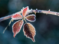 Cer variabil fara precipitatii se asteapta astazi in tara noastra. Meteorologii anunta fulgi in zilele urmatoare. Prognoza meteo - FOTO