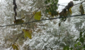Ninge in capitala! In aceasta saptamana se asteapta temperaturi sub MINUS 5 grade - VIDEO/FOTO