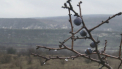 Prognoza meteo. Ninsorile de Craciun raman doar o amintire. Ce spun meteorologii