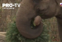 Animalele de la gradina zoologica din Berlin au sarbatorit Craciunul mai tarziu, dar la scara mare. Ei au devorat fericiti brazii care au infrumusetat casele a sute de oameni in timpul sarbatorilor de iarna - VIDEO 