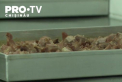Au fost admise incalcari in licitatia pentru serviciile de alimentare a copiilor in scolile si gradinitele din sectorul Centru. Acuzatiile PAS - VIDEO 