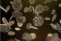 Pelliron 15.03.2021: India va propune o lege care interzice criptomonedele, amendand persoanele care tranzactioneaza sau chiar detin astfel de active digitale - VIDEO 