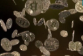 Pelliron 23.03.2021: Pretul bitcoinului ar putea creste pana la 300.000 de dolari, dupa care va scadea, a prezis cofondatorul si fostul presedinte al BTCC crypto exchange, Bobby Lee intr-un interviu acordat postului CNBC - VIDEO 
