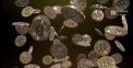 Pelliron 22.04.2021: Serviciul de plata de la persoana la persoana de la PayPal Venmo a inceput sa permita sa cumpere, sa vanda si sa detina Bitcoin si alte criptomonede - VIDEO