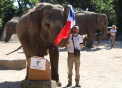 Ultimele doua campioane mondiale, Franta si Germania, se vor duela intr-un meci direct. Un elefant de la o gradina zoologica din Hamburg a prezis ca selectionata cocosilor galici va castiga