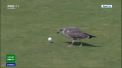 O jucatoare a turneului de golf din Scotia a ramas fara minge, dupa ce un pescarus i-a furat-o - VIDEO