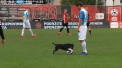 Un caine l-a facut de rusine pe un fotbalist din campionatul Bosniei - VIDEO