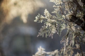 Ninsori in nordul tarii si temperaturi de pana la -3 grade Celsius. Prognoza pentru urmatoarele zile - FOTO