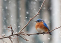 Ninsori si lapovita in ziua de Craciun. Ce temperaturi ne asteapta astazi. Prognoza meteo - FOTO