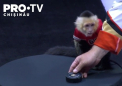 Arbitrul unui meci de hockei din NHL a fost inlocuit de o maimutica - VIDEO