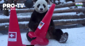 Doi ursi panda de la Gradina Zoologica din Moscova au prezis ce tari vor cuceri cele mai multe medalii la Jocurile Olimpice de iarna - VIDEO