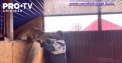 Inghesuiti in subsoluri si statii de metrou, ucrainenii care se ascund de bombardamente gasesc loc printre ei si pentru animalele de companie - VIDEO