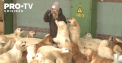 Peste 120 de caini de rasa “Golden Retrivier” s-au refugiat la Chisinau - VIDEO