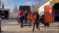 Proprietarii de cai din Odesa cauta solutii pentru a-si salva animalele din calea razboiului