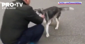 Revedere emotionanta intre un caine Husky si stapanul sau, care s-au pierdut unul de altul in momentul invaziei rusilor in Bucia - VIDEO