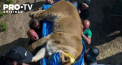 Operatiune speciala de salvare in Ucraina. Noua lei de la o gradina zoologica din Odesa au fost evacuati din calea razboiului si dusi la un adapost din Romania - VIDEO