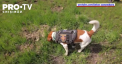 Patron, cainele erou din Ucraina, a devenit un simbol al rezistenetei ucrainene in fata invaziei ruse. Stapanul spune ca Patron nu a fost antrenat pentru operatiuni de detectare a bombelor, ci pentru expozitii - VIDEO