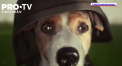 Renumitul catel-genist din Ucraina pe nume Patron apare, mai nou, intr-un desen animat - VIDEO