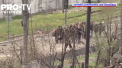 Doi fosti lideri ai luptatorilor ucraineni care au aparat uzina Azovstal din Mariupol au fost transferati in Rusia, unde urmeaza sa fie anchetati - VIDEO