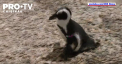 Un pinguin de la gradina gradina zoologica din Statele Unite, a primit incaltari noi - VIDEO