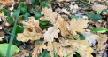 Cer noros si temperaturi de pana la 19 de grade Celsius. Prognoza meteo - FOTO
