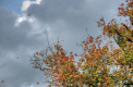 Cer noros si maxime de 15 grade Celsius. Ce temperaturi se vor inregistra astazi, dar si in urmatoarele zile. Prognoza meteo - FOTO