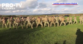Soldatii ucraineni sunt instruiti in Marea Britanie de militarii Maori din Noua Zeelanda. Nu lipseste de la antrenamente faimosul Haka al neozeelandezilor - VIDEO